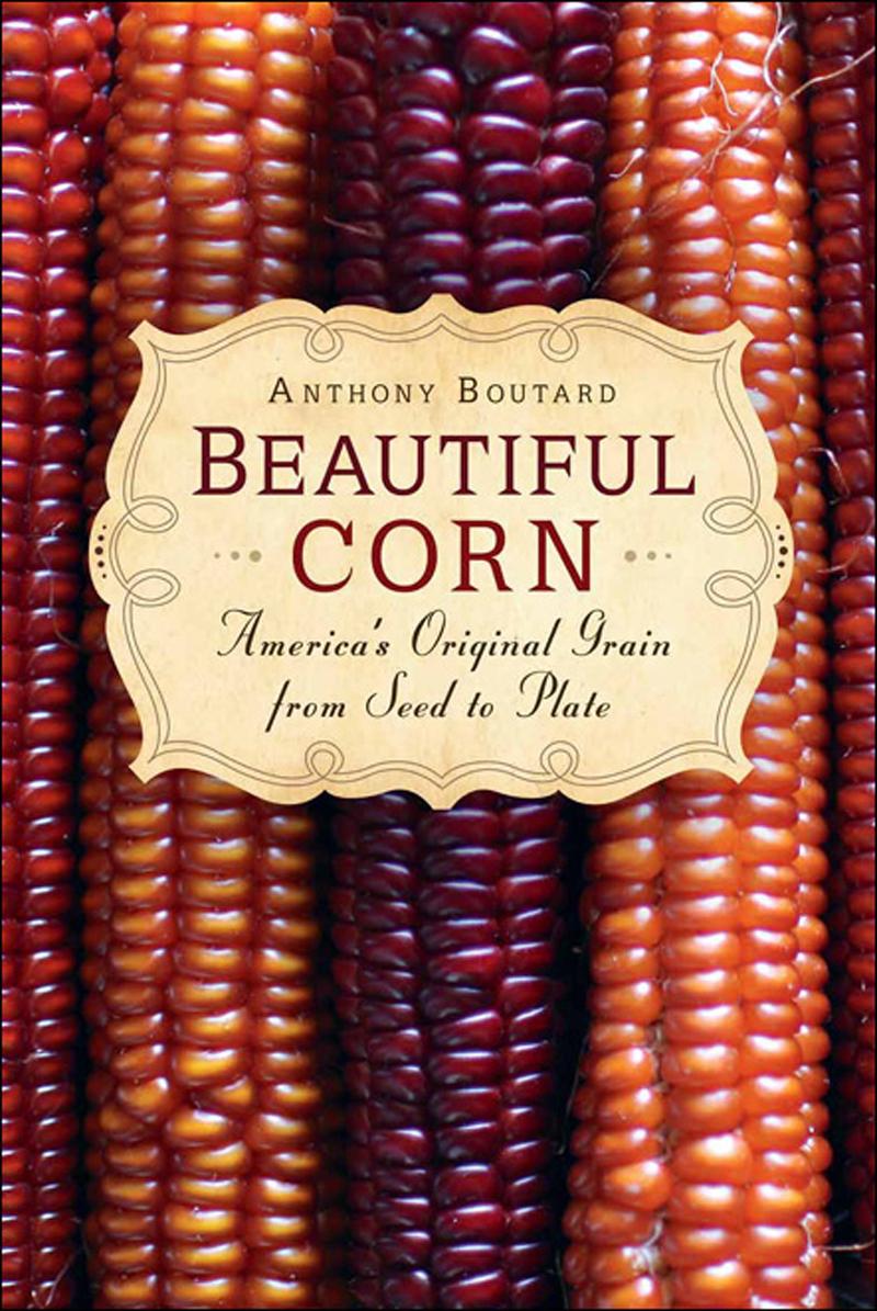Beautiful Corn